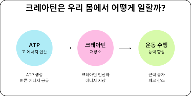 크레아틴 작용 원리 인포그래픽