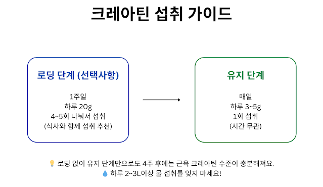 크레아틴 섭취 방법 타임라인 가이드