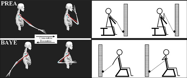 biceps curl research preacher vs bayesian-1