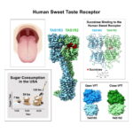 인간 단맛 수용체(TAS1R2, TAS1R3)와 수크랄로스 결합 구조를 보여주는 과학 일러스트